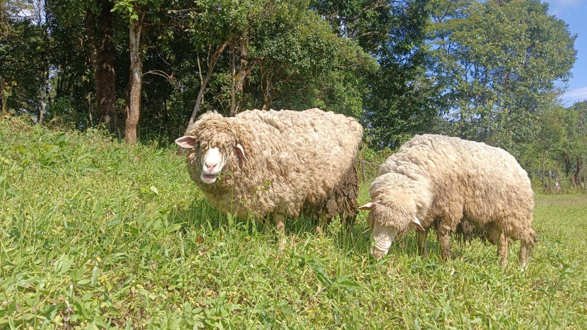 ไร่นิธิสุนทร Nithisoonthon Farmstay Mae Hong Son Luaran gambar